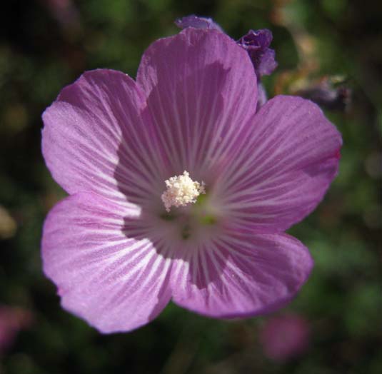 Waxy Checkerbloom, Carson Iceberg Wilderness